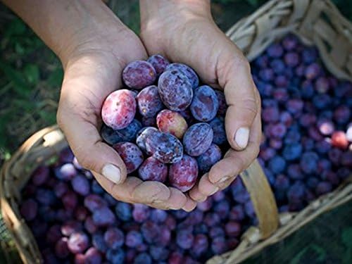 1 Pianta Di Susino Prugna Ramasin Violetto Albero Da Frutto Amazon It Giardino E Giardinaggio