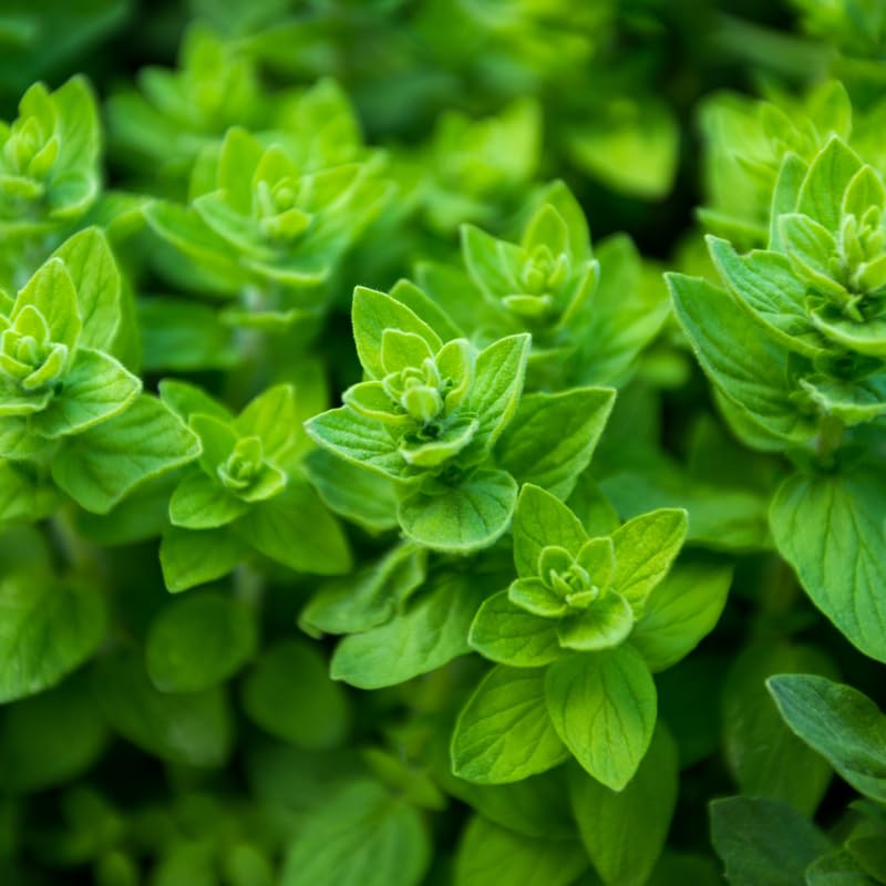 Greek Oregano Live Plants (Set of 3) - 4-7" Tall Culinary Herb Starter, Hardy Perennial for Outdoor or Container Gardening
