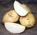 SEED POTATOES - 5 lb Kennebec * Organic Grown * Non GMO * Virus & Chemical Free * Ready for Spring Planting *