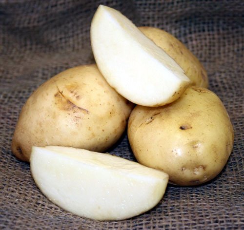SEED POTATOES - 5 lb Kennebec * Organic Grown * Non GMO * Virus & Chemical Free * Ready for Spring Planting * SEED POTATOES - 5 lb Kennebec * Organic Grown * Non GMO * Virus & Chemical Free * Ready for Spring Planting *