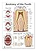 Teeth P Poster, tooth education and anatomy, size 12Wx17T