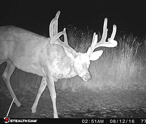 Stealth-Cam-G42-No-Glo-Trail-Game-Camera-STC-G42NG