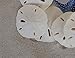 Tumbler Home Certified White Sand Dollars 1 1/2