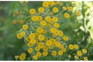 Balsam Tansy Seeds for Planting (Tanacetum balsamita) - 100 Seeds for Germination - Heirloom Herb for Tea & Gardens