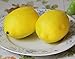 HKBAYI 12 Pcs Artificial Design Large Size Lemons Fruit Model Fashion Fake Lemon House Kitchen Party Decoration Children Toys Photography Early Learning Gifts