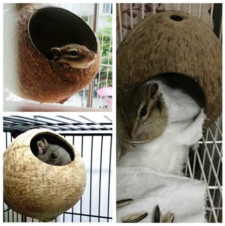 image for Hypeety Pet Bird Breeding Nest Coconut House Swing Ladder Toys Parrot 