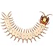 LUCKSTAR Remote Control Centipede Toy - Rechargable Electric Infrared RC Scolopendra - Simulation Fake Creepy-crawly Chilopod Toy for Children