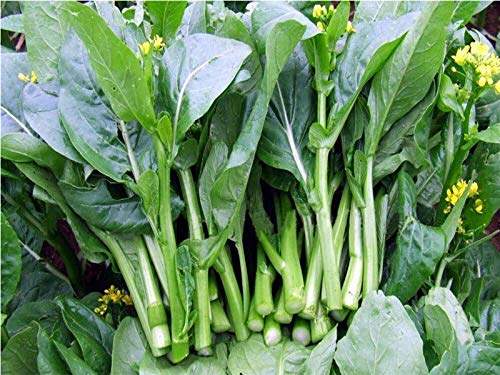 PlenTree Bonsai 100 pcs/Bag Choy Sum s Cabbage Green Vegetable for Home Garden: Green