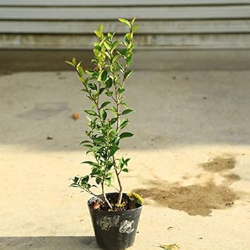 Amazon 庭木 植木 シンボルツリー クロソヨゴ くろそよご 黒ソヨゴ 樹高40ｃｍ 植木
