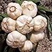 GARLIC BULB (2 Pounds), FRESH CALIFORNIA SOFTNECK GARLIC BULB FOR PLANTING, EATING AND GROWING YOUR OWN GARLIC, COUNTRY CREEK BRAND