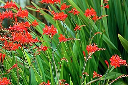 FernsFly IMP. Bressingham Blaze Crocosmia Aromatic Flower Bulbs Winter Flower Home Pot / Land Gardening Bulbs Blooming planting (Pack of 12 Lucifer Crocosmia)