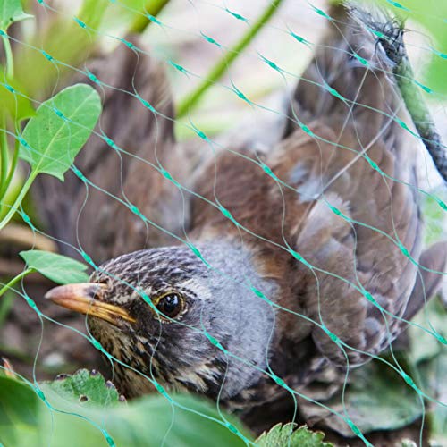 Vogelschutznetz 4 x 10 m Grünes Vogelnetz Teichnetz Baumnetz für Pflanzenschutz Gartennetz Obstbaumnetz Erbsenetz mit 30… – Bild 6