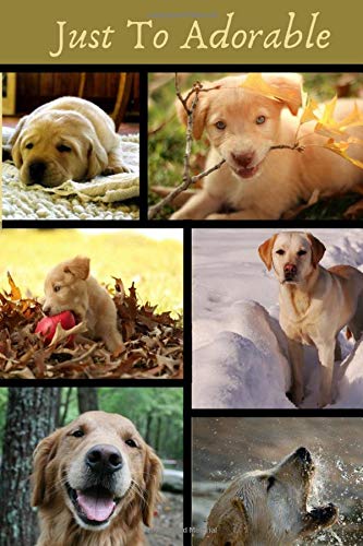 cute golden labrador