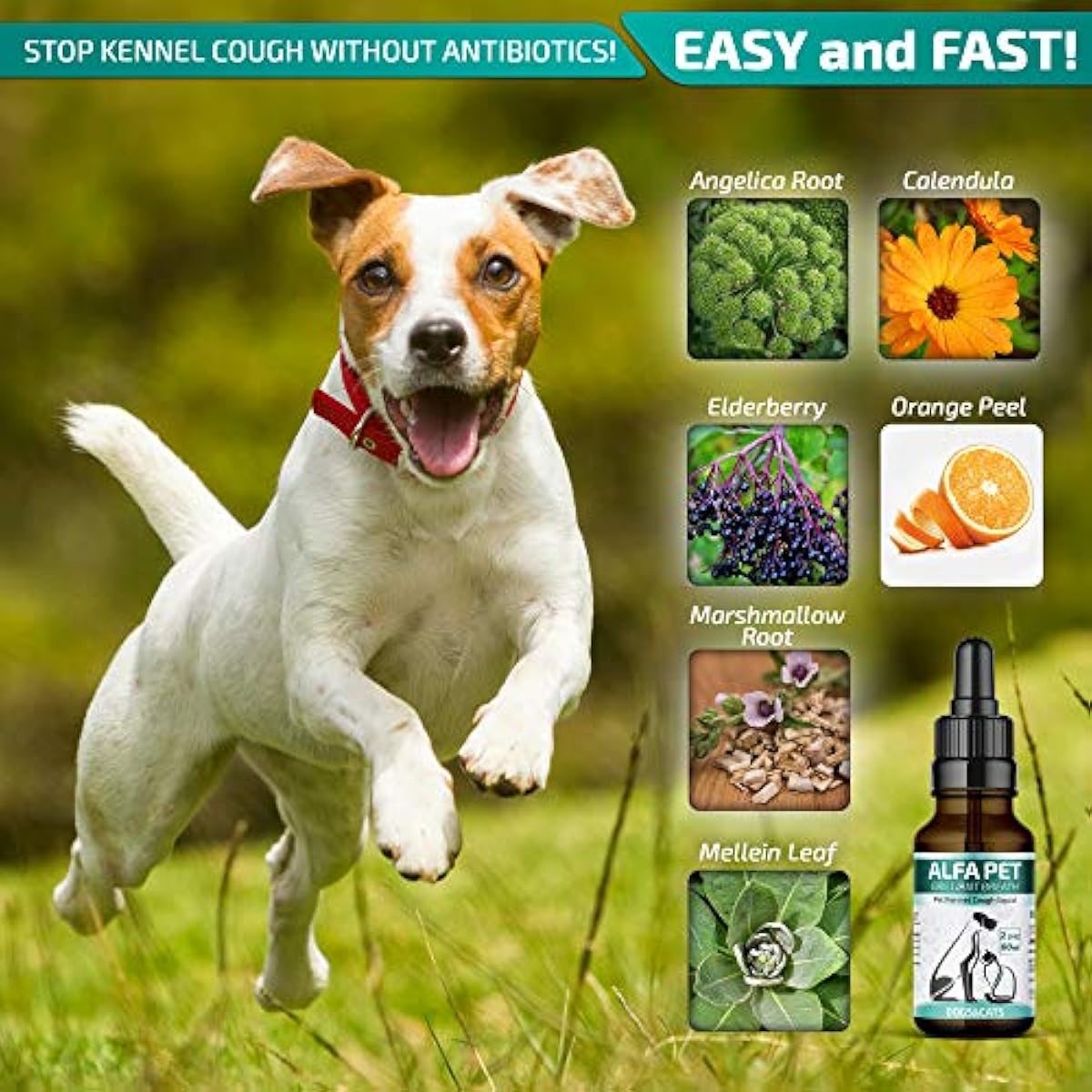 Alfa Pet Kennel Cough Medicine For Dogs Organic Dog Colds & Allergies