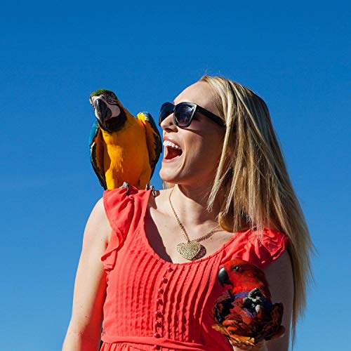 PINCHUANG Bird Swing Toys Bell Colorful Natural Wood Hammock Hanging Perch Small Medium Birds Parakeets Cockatiels Conures Macaws Parrots Love Birds Finches (Style 1-6pcs)