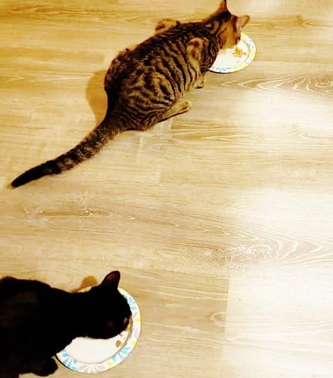 Nulo Freestyle Freeze-Dried Raw, Ultra-Rich Grain-Free Dry Cat Food for All Breeds and Life Stages with BC30 Probiotic for Digestive and Immune Health, Chicken & Salmon, 5.5 Ounce photo review