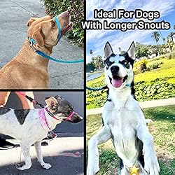 Bingo's No Pull Dog Training Combo for Medium Dogs