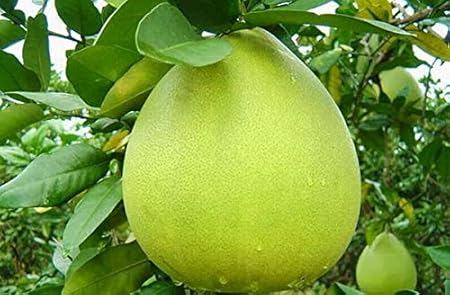 IndianAgro (Pomelo Citrus Maxima) Fruit - 20 Seeds -Batabi Lemon GIANT Fruit Tree Seeds - Dwarf Plant Fruit Seeds