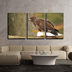 3 Piece Canvas Wall Art - Common Buzzard Walking on Branch When It is Snowing - Modern Home Art Stretched and Framed Ready to Hang - 16"x24"x3 Panels