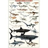 Dangerous Sharks of the World Poster Print, 24x36