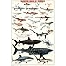 Dangerous Sharks of the World Poster Print, 24x36