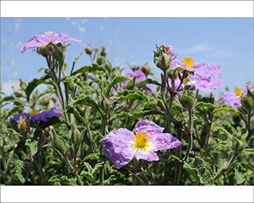 10x8 Print of Pink rock rose (hairy rock rose) (Cistus incanus), Lesbos (Lesvos), Greek (7894771)