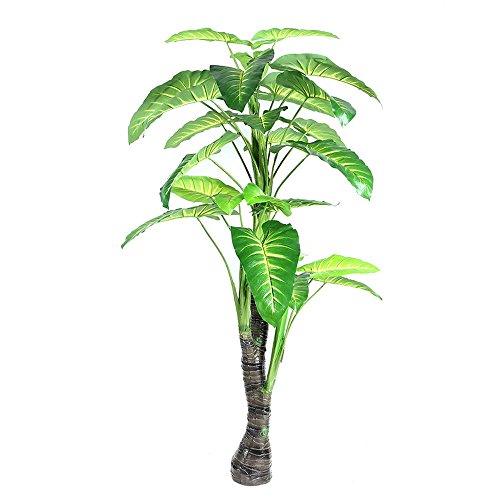 dracaena tornado plant care Dracaena Comp Tornado – Plant Studio