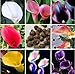 Calla Lily Bulbs, Radiation Absorption, 20 Bulbs (Calla No: 13) Mixed