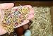 The Chicken Chick Spruce The Coop Herbal Fusion Nest Box Herbs, 16 oz