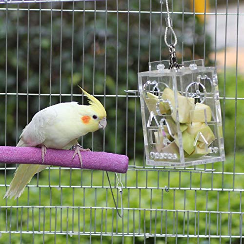 5 KINTOR+Parrot+Creative+Foraging+4+8x3+6x2+6inch