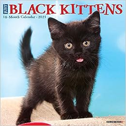 jet black kitten