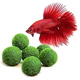 Luffy Nano Betta Balls, 0.4-inches, Live Round-Shaped Marimo Plant, Toys for Betta Fish, Hiding, Rolling, Nibbling, Cleans Aquarium Water & Adds Aesthetic Value to Betta Bowls and Jars, 6-Pieces