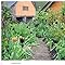 The Gardens of Arne Maynard Limited Edition Book