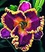 John Peat Day Lily Certified 5 Seeds #7768 Item UPC#637632549845