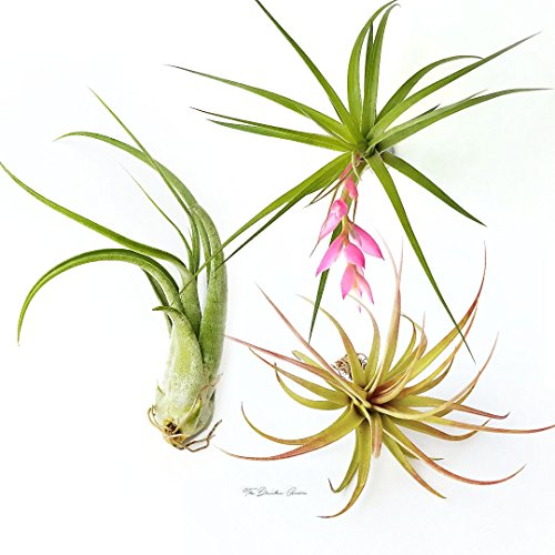 TDG The Drunken Gnome Tillandsia Air Plants Assorted Variety Pack, 3 Large