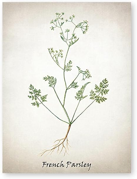 Amazon フレンチパセリイラストポスターヴィンテージスパイス植物壁アートパネルアンティークハーブキャンバス絵画インテリア植物写真北欧版画キッチンダイニング部屋装飾画 ウォールステッカー オンライン通販