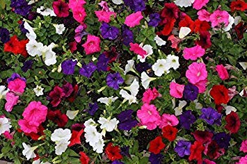 Seedsown 200 Mixtes Bush Pétunia Violacea Laura Rose Pule