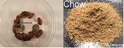 200 Large DUBIA ROACHES 3/4" - 1" and 4 OZ ABDRAGONS Chow