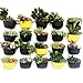 WallyGro Eco Vertical Garden Wall Planter 4 Pack Sunflowerthumb 1