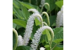 CHALILY Native Lizard's Tail, a Great Live Pond Plant for Your Water Garden. Filters The koi and Goldfish Pond. Good for Bogs, Plant Shelf or Shallow Water This marginal Aquatic is a Real Beauty