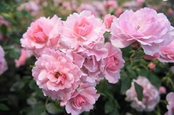 Amazon バラ苗 ボニカ 大苗 木立バラ 京成バラ 四季咲き ピンク 強健 薔薇 初心者に超おすすめ ローズヒップ バラ苗木 花