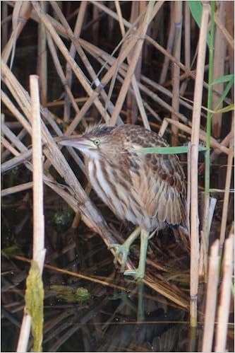Buy American Bittern Bird Journal Book Online At Low Prices In India American Bittern Bird Journal Reviews Ratings Amazon In