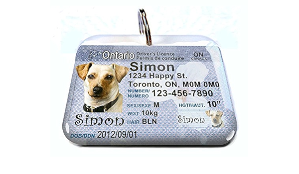 reflective dog jacket