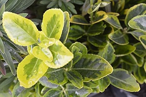 Euonymus Japonicus Ovatus Aureus 15cm Pot Size Amazon Co Uk Garden Outdoors