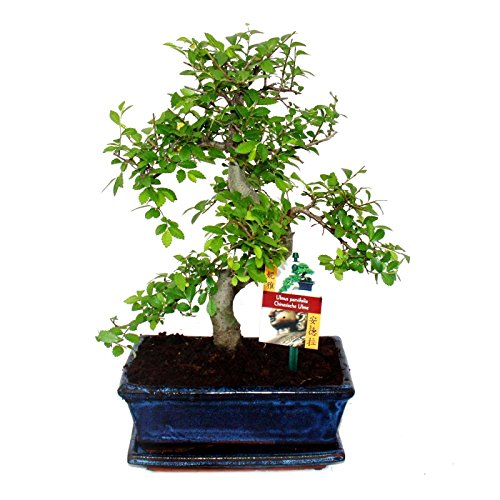 Indoor Bonsai Tree Gift Set Medium Sized Chinese Elm 18cm Pot