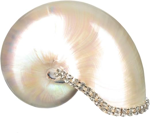 Amazon Com Nautilus Shell Pearlized White Chambered Nautilus Seashell W Crystal Rhinestone Trim 6 To 7 5 Plus Free Nautical Ebook By Joseph Rains Home Kitchen