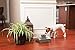 PetSafe Drinkwell Pagoda Pet Fountain - From in Knoxville, TN - Dog Water Bowl Dispenser - Multiple Angles to Drink From - Filters Included - Dog Fountain Provides Water When Power’s Out - Taupe