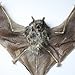 Museum Quality Real Taxidermy Bat in Glass ~ Professionally Set in Glass Shadowbox with Black Frame 10