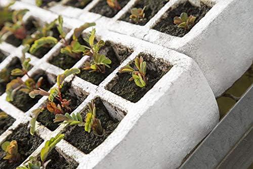 8 Bandejas de germinación de pórex, semilleros de Corcho Blanco ...