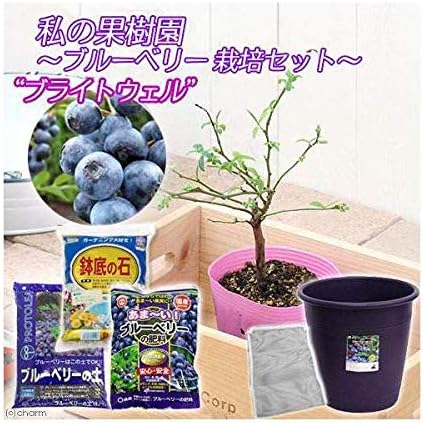 Amazon Co Jp 観葉植物 私の果樹園 ブルーベリー栽培セット ブライトウェル 苗木 土 プランター他６点 家庭菜園 お一人様５点 ペット用品